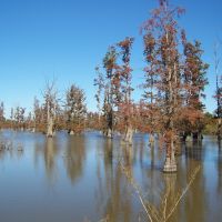 Boatwright WMA - 8,645 acres for hunting Duck in Ballard, KY