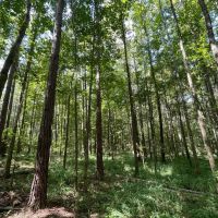 Beautiful 16 - acres five miles south of Union Springs images 5
