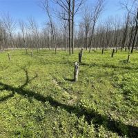 Black Walnut Plantation For Sale in Ohio County IN has great future income potential with excellent recreation. images 4