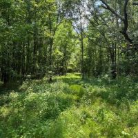 100 Acres in Madison County Mississippi images 2