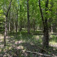 100 Acres in Madison County Mississippi images 4