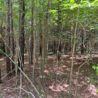 100 Acres in Madison County Mississippi images 5