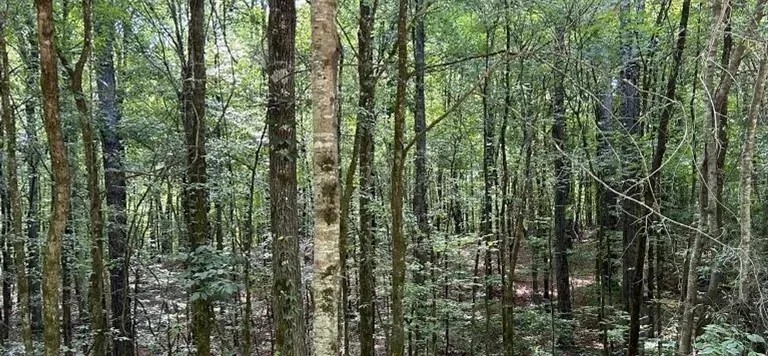 39.6 Acres in Carroll County in West MS featured image
