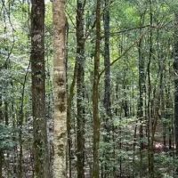 39.6 Acres in Carroll County in West MS images 1