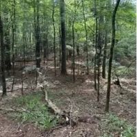 39.6 Acres in Carroll County in West MS images 2