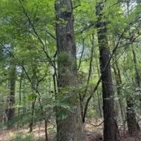 39.6 Acres in Carroll County in West MS images 3