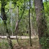 39.6 Acres in Carroll County in West MS images 4