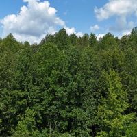 Limestone County 125 - acre Recreational Tract images 3