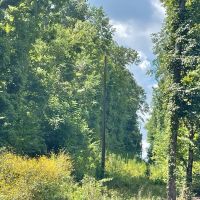 Limestone County 125 - acre Recreational Tract images 5