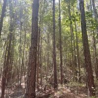 50 - acres Perry County AL images 4