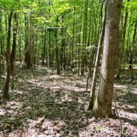 20 Acres located images 1