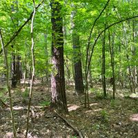 20 Acres located images 3