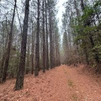 The Perfect Hunting and Timber Investment