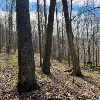 Mudlick Hollow Rd. Beaver County - 68 acres images 3
