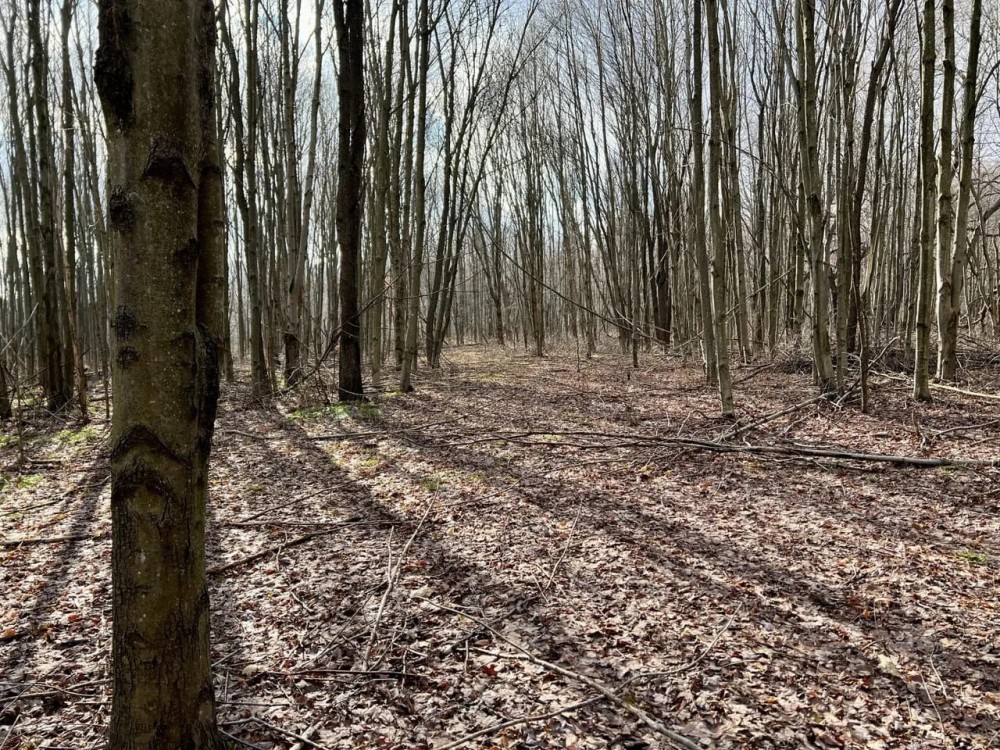 Heyer Rd. Somerset County - 49 acres featured image