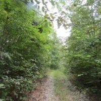 5 Ac Totally Wooded Mtn Views Secluded Close Lake images 2