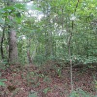 5 Ac Totally Wooded Mtn Views Secluded Close Lake images 4