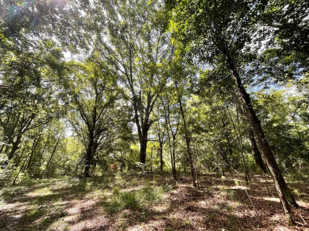 Hunting Land with a Beautiful Homesite featured image