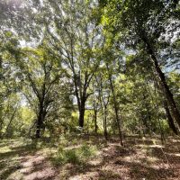 Hunting Land with a Beautiful Homesite