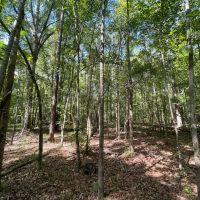 Hunting Land with a Beautiful Homesite images 3