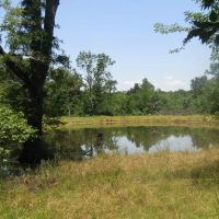 Golden Dove Road Recreational Hunting Escape McCurtain County OK 40 AC