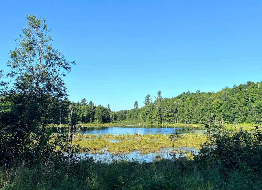 57 acres Hunting Land with Pond Pitcairn NY featured image