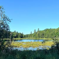 57 acres Hunting Land with Pond Pitcairn NY