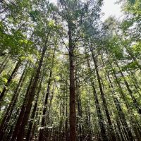 36 acres of Investment Homesite and Recreational Land For Sale in Person County NC images 3