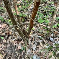 13.2 Acres with a Home in Jasper County MS images 5