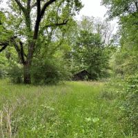 LA - Catahoula 35 -