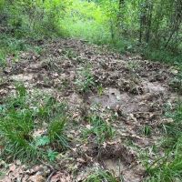 LA - Catahoula 35 - images 5