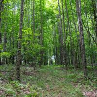 19.953 acres of Recreational and Hunting Land For Sale in Patrick County VA images 5
