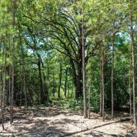 10 Acres Lone Star Ridge Lovelady TX 75851 images 2