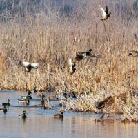 DUCK HUNTING / LEASING - $175