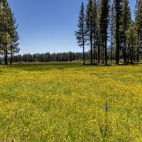 Meadow Ranch images 2