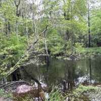 140.00 Acres - Tract 2 - Red Hill Retreat images 3