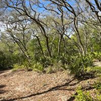 140.00 Acres - Tract 2 - Red Hill Retreat images 4