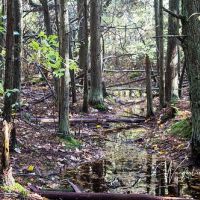 Cedar Swamp WMA 268 Acres Public Land Offering Turkey Hunt - Litchfield, CT