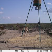 Hunting Tract in Meyers Canyon Ranch Subdivision Terrell County Dryden Texas images 2
