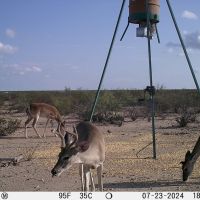 Hunting Tract in Meyers Canyon Ranch Subdivision Terrell County Dryden Texas images 5