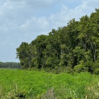 LA - East Carroll 40 acres - images 3