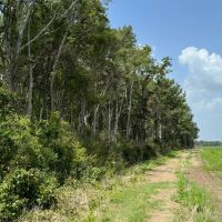 LA - East Carroll 40 acres - images 5