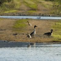 East River Marsh WMA - 249 acres of Public Land for Hunting Duck in Fairfield, CT