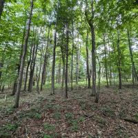 27 acres Hunting Land and Recreational Land with Stream in Cameron NY County Road 25 images 2