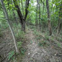 27 acres Hunting Land and Recreational Land with Stream in Cameron NY County Road 25 images 3