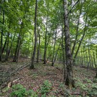 27 acres Hunting Land and Recreational Land with Stream in Cameron NY County Road 25 images 4