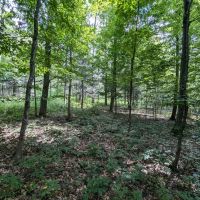 27 acres Hunting Land and Recreational Land with Stream in Cameron NY County Road 25 images 5