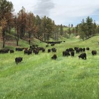 Missouri River Breaks Square Butte Ranch images 4