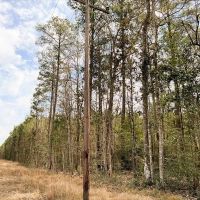 89 Acres T-8 FM 1746 images 2
