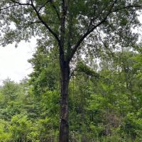 21-013-loree-tract images 3